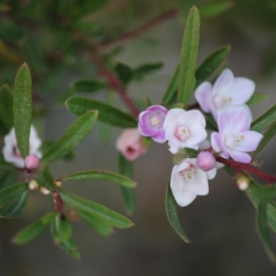 Crowea exalata subsp. magnifolia at Broulee, NSW - 19 Jun 2020 by LisaH