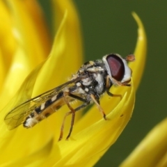 Syrphini sp. (tribe) (Unidentified syrphine hover fly) at Acton, ACT - 19 Jun 2020 by TimL