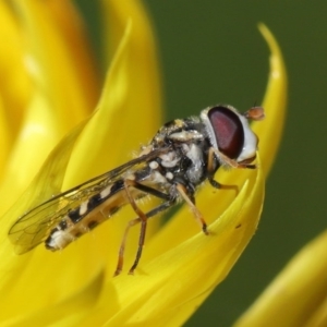 Syrphini sp. (tribe) at Acton, ACT - 19 Jun 2020