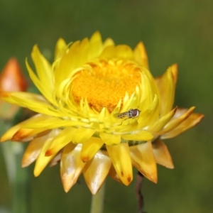 Syrphini sp. (tribe) at Acton, ACT - 19 Jun 2020