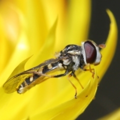 Syrphini sp. (tribe) at Acton, ACT - 19 Jun 2020