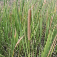 Typha domingensis (Bullrush) at Weston, ACT - 2 Mar 2020 by michaelb