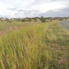 Typha domingensis at Weston, ACT - 2 Mar 2020