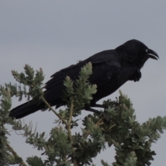 Corvus coronoides (Australian Raven) at Weston, ACT - 2 Mar 2020 by MichaelBedingfield