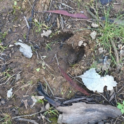 Unidentified Feral hoofed introduced mammal at Mount Ainslie - 19 Jun 2020 by JaneR