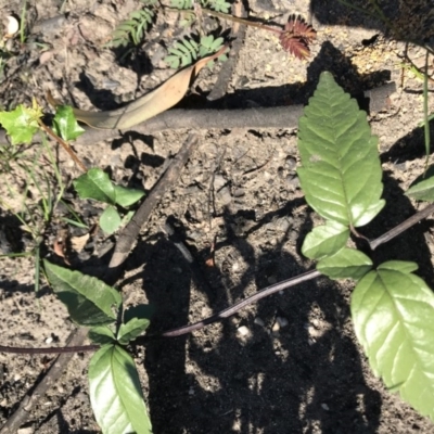 Pandorea pandorana (Wonga Wonga Vine) at Yatte Yattah, NSW - 12 Jun 2020 by SueHob