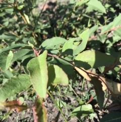 Acaena novae-zelandiae at Yatte Yattah, NSW - 12 Jun 2020 by SueHob