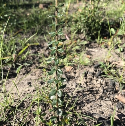 Tetratheca sp. at Stewart #3 Ironstone - 12 Jun 2020 by SueHob