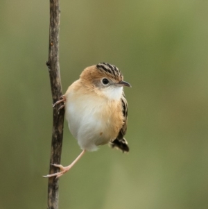 Cisticola exilis at Fyshwick, ACT - 22 Jun 2020 10:38 AM