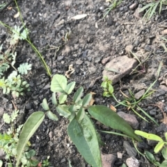 Pandorea pandorana (Wonga Wonga Vine) at Yatte Yattah, NSW - 12 Jun 2020 by SueHob