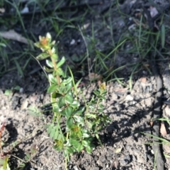 Tetratheca sp. at Yatte Yattah, NSW - 12 Jun 2020 by SueHob