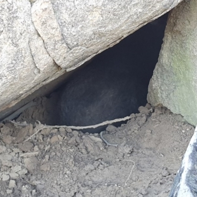 Vombatus ursinus (Common wombat, Bare-nosed Wombat) at Chapman, ACT - 24 Jun 2020 by ChrisHolder