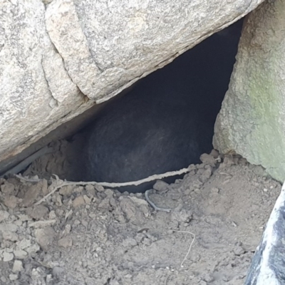 Vombatus ursinus (Bare-nosed Wombat) at Chapman, ACT - 24 Jun 2020 by ChrisHolder