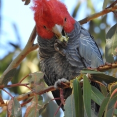 Callocephalon fimbriatum (Gang-gang Cockatoo) at Sullivans Creek, Acton - 24 Jun 2020 by CorinPennock