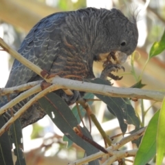 Callocephalon fimbriatum at Acton, ACT - 24 Jun 2020