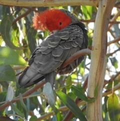 Callocephalon fimbriatum at Acton, ACT - 24 Jun 2020