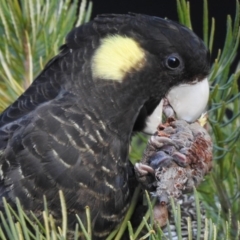 Zanda funerea (Yellow-tailed Black-Cockatoo) at Australian National University - 23 Jun 2020 by CorinPennock