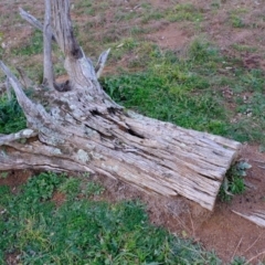 Papyrius nitidus (Shining Coconut Ant) at Molonglo River Reserve - 24 Jun 2020 by Kurt