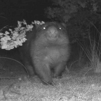 Vombatus ursinus (Bare-nosed Wombat) at Tuggeranong DC, ACT - 19 Jun 2020 by ChrisHolder