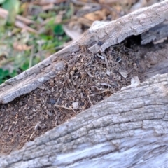 Papyrius nitidus at Molonglo River Reserve - 24 Jun 2020