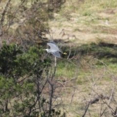 Egretta novaehollandiae (White-faced Heron) at Molonglo River Reserve - 23 Jun 2020 by RodDeb