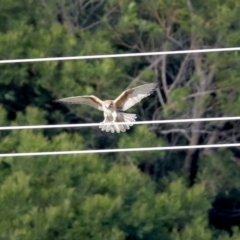 Falco berigora (Brown Falcon) at Molonglo River Reserve - 23 Jun 2020 by RodDeb