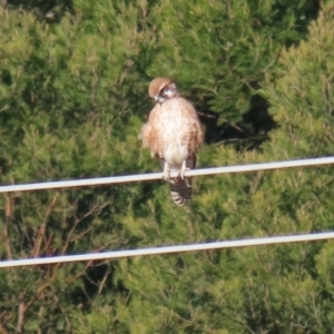 Falco berigora at Molonglo River Reserve - 23 Jun 2020 01:27 PM