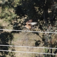 Falco berigora at Molonglo River Reserve - 23 Jun 2020 01:27 PM