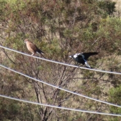 Falco berigora at Molonglo River Reserve - 23 Jun 2020 01:27 PM