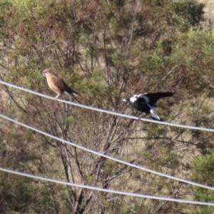 Falco berigora at Molonglo River Reserve - 23 Jun 2020