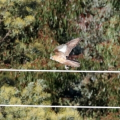 Falco berigora at Molonglo River Reserve - 23 Jun 2020 01:27 PM