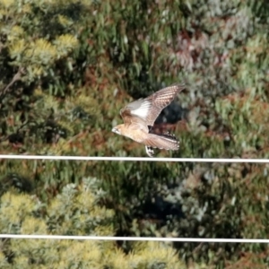 Falco berigora at Molonglo River Reserve - 23 Jun 2020 01:27 PM