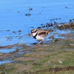 Charadrius melanops (Black-fronted Dotterel) at Molonglo Valley, ACT - 23 Jun 2020 by RodDeb