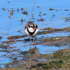 Charadrius melanops at Molonglo Valley, ACT - 23 Jun 2020 10:59 AM