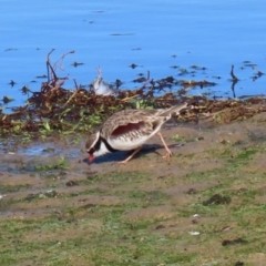 Charadrius melanops at Molonglo Valley, ACT - 23 Jun 2020