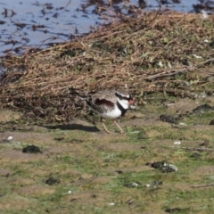 Charadrius melanops at Molonglo Valley, ACT - 23 Jun 2020 10:59 AM