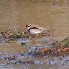 Charadrius melanops at Molonglo Valley, ACT - 23 Jun 2020 10:59 AM