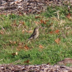 Petroica phoenicea (Flame Robin) at Molonglo Valley, ACT - 23 Jun 2020 by RodDeb