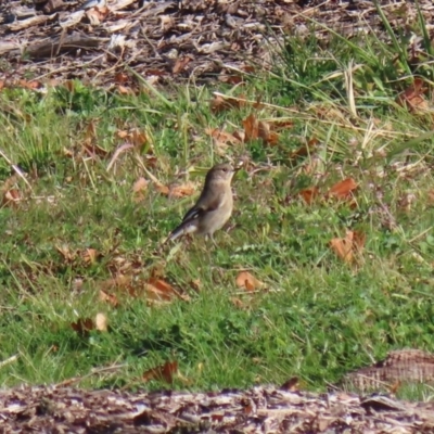 Petroica phoenicea (Flame Robin) at National Arboretum Forests - 23 Jun 2020 by RodDeb