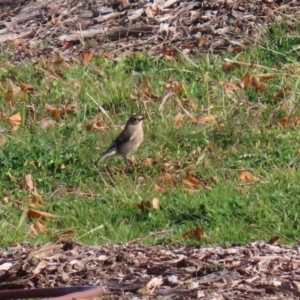 Petroica phoenicea at Molonglo Valley, ACT - 23 Jun 2020