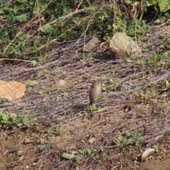 Petroica phoenicea at Molonglo Valley, ACT - 23 Jun 2020