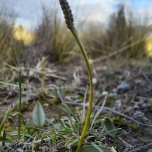 Ophioglossum lusitanicum subsp. coriaceum at Jacka, ACT - 24 Jun 2020