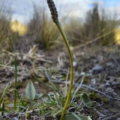 Ophioglossum lusitanicum subsp. coriaceum (Austral Adder's Tongue) at Jacka, ACT - 24 Jun 2020 by samreid007