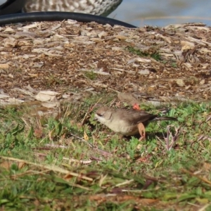 Aphelocephala leucopsis at Molonglo Valley, ACT - 23 Jun 2020