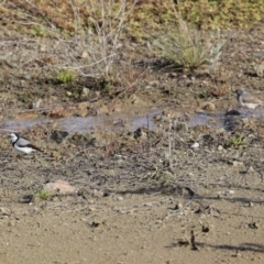 Epthianura albifrons at Molonglo Valley, ACT - 23 Jun 2020