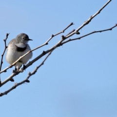 Epthianura albifrons at Molonglo Valley, ACT - 23 Jun 2020