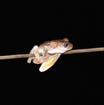 Litoria peronii (Peron's Tree Frog, Emerald Spotted Tree Frog) at Termeil, NSW - 17 Feb 2020 by wendie