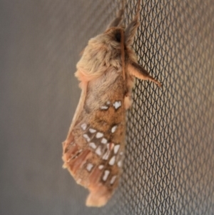 Oxycanus (genus) at WI Private Property - 16 Jun 2020 02:10 PM