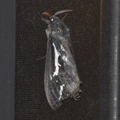 Abantiades atripalpis (Bardee grub/moth, Rain Moth) at Termeil, NSW - 21 May 2020 by wendie