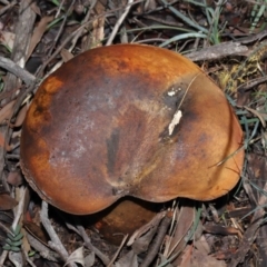 zz bolete at Acton, ACT - 24 Jun 2020 by Tim L